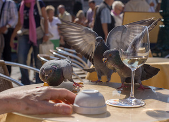 Pigeons in the cafe