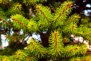 Pine green in the morning bright summer landscape alone background