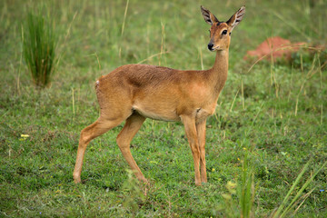Ugandan antelope looking around in Murchison Falls NP, Uganda.