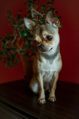 Chihuahua dog on a brown and red background, behind a flower