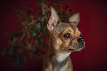 Chihuahua dog on a brown and red background, behind a flower