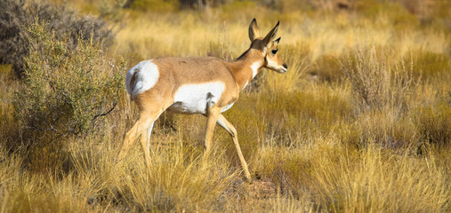 Reh in der Grasslandschaft, 