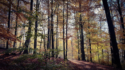 Fototapeta premium Herbst im Odenwald