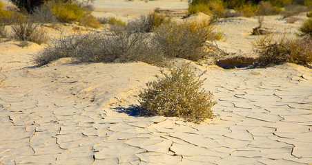 Sträucher in getrocknetem Schlamm, Mesquite Dünen im Death Valley Nationalpark