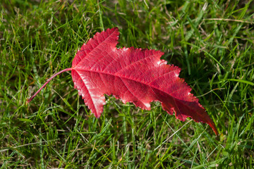 Red maple leaf on green grass