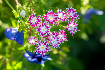 Bright pink and white Phlox Drummond. Closeup of flowers on a sunny day. Selective focus