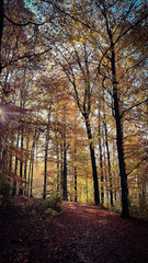 Herbst im Odenwald
