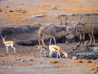 Fototapeta na wymiar Wildlife around waterhole - Etosha National Park - Namibia