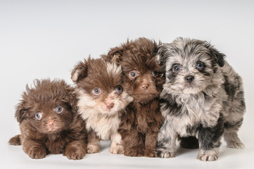 Fototapeta na wymiar Four puppies in studio
