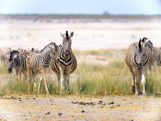 Zebras in Etosha National Park - Namibia