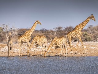 Giraffes at waterhole - Etosha National Park - Namibia