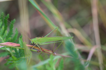 ein grüner Grashüpfer sitzt getarnt im Gras einer Wiese