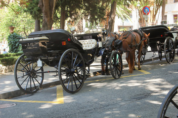 Fototapeta premium Pferdekutsche wartet auf Kundschaft am Straßenrand