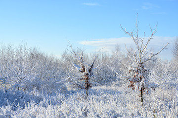 snow covered young trees with dry red foliage in a snowy winter landscape under a blue sky, copy space