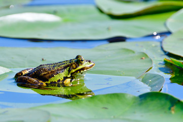 Teichfrosch auf einem Seerosenblatt