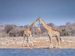 Obraz na płótnie Canvas Giraffes at waterhole - Etosha National Park - Namibia