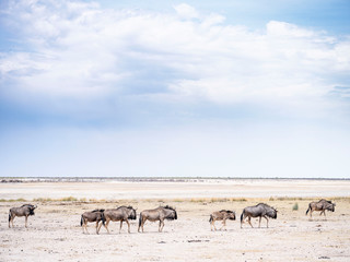 Naklejka na ściany i meble Wildlife in salt pan - Etosha National Park - Namibia