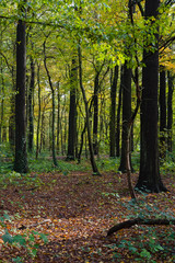 Fototapeta premium Autumn outdoor nature sunny day