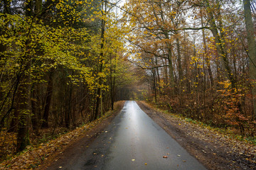 Narrow country road through the autumn forest with colorful leaves and a wet, muddy asphalt surface, danger of slipping when driving, safety transport concept, copy space