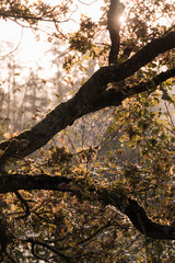 La lumière du soleil levant traverse une toile d'araignée envahie de perles de rosée