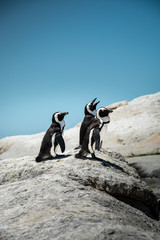 Pinguine in Siomn's Town, Südafrika