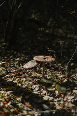 De grands champignons dans une ambiance automnale 