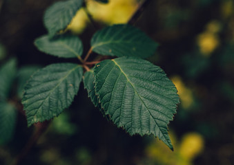 dark green leaves 