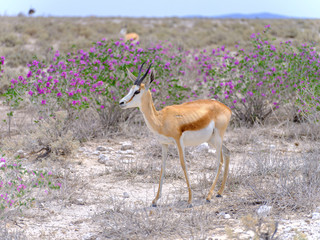Springbok with flowers - Etosha National Park - Namibia