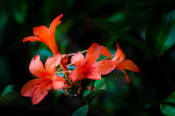 Rhododendron arboreum (Ericaceae) ,Thailand