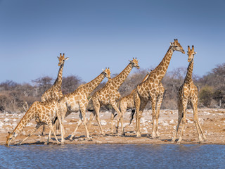 Giraffes at waterhole - Etosha National Park - Namibia