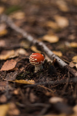 Un tout petit champignon amanite tue-mouche sur un parterre automnal de feuilles mortes