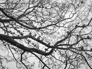 branches of a tree with pigeons 