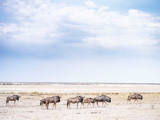 Wildlife in salt pan - Etosha National Park - Namibia