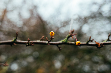 branch of a tree with berries 
