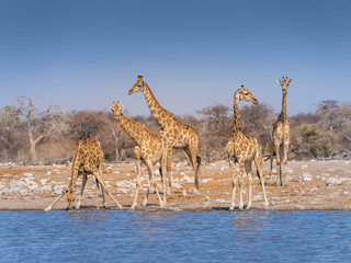 Giraffes at waterhole - Etosha National Park - Namibia