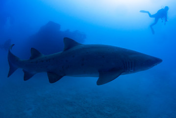 The Shark