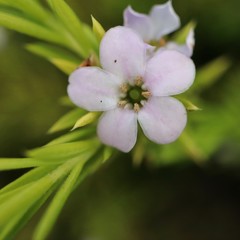 white flowers