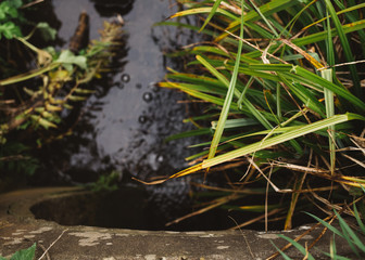 stream in the forest