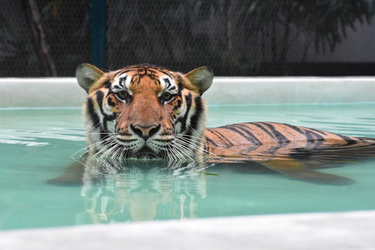 tiger in water