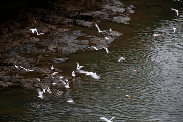 Seagulls over a river
