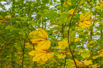 Beautiful autumnal forest path..Autumn time with beautiful colored leaves