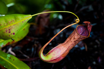 Nepenthes, Tropical pitcher plants and monkey cups
