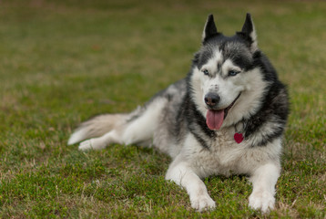 Husky dog bread sitting