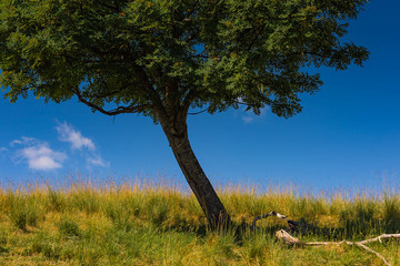 Landscapes of the French Alps, mountains, peaks, approximately 1,500 meters above sea level. Cote d'Azur, near the ski town of Col de Turini (Le col de Turini)