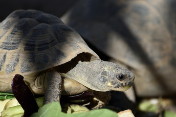 TORTUE_AS_00005