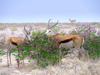 Springbok with flowers - Etosha National Park - Namibia