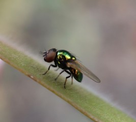 fly on leaf