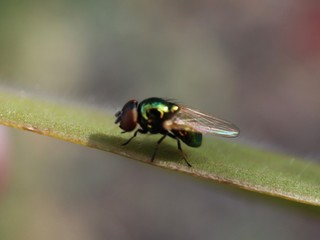 fly on leaf