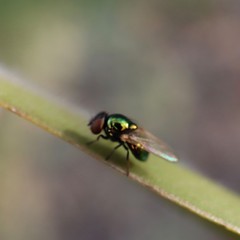 fly on leaf