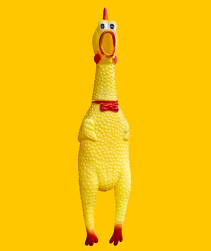 Shrilling Chicken squeaky toy, Chicken dolls are shocked. Toy rubber shriek yellow cock isolated on yellow background, clipping path included.